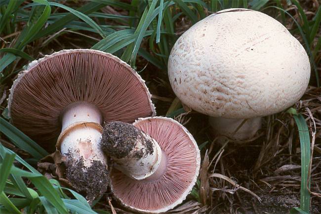 Agaricus bisporus